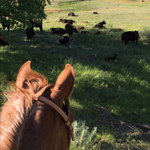 Meet your Posher, Lindsey - Picture 1 of 1